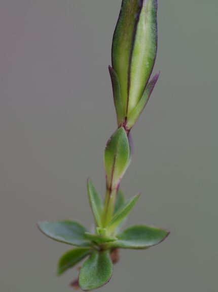 Pflanzenbild gross Frühlings-Enzian - Gentiana verna