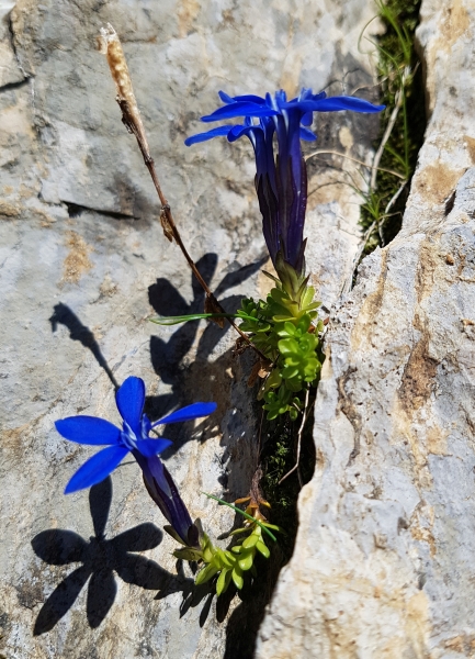 Pflanzenbild gross Bayerischer Enzian - Gentiana bavarica