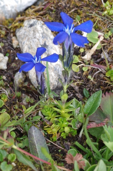Pflanzenbild gross Bayerischer Enzian - Gentiana bavarica