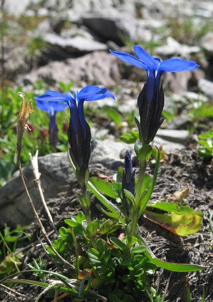 Pflanzenbild gross Bayerischer Enzian - Gentiana bavarica