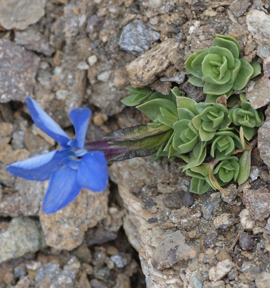 Pflanzenbild gross Schleichers Enzian - Gentiana schleicheri