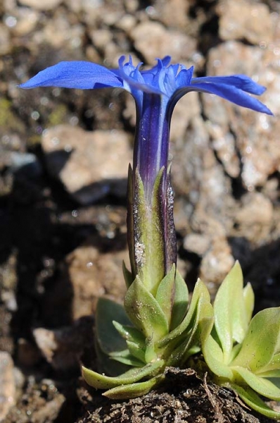 Pflanzenbild gross Schleichers Enzian - Gentiana schleicheri