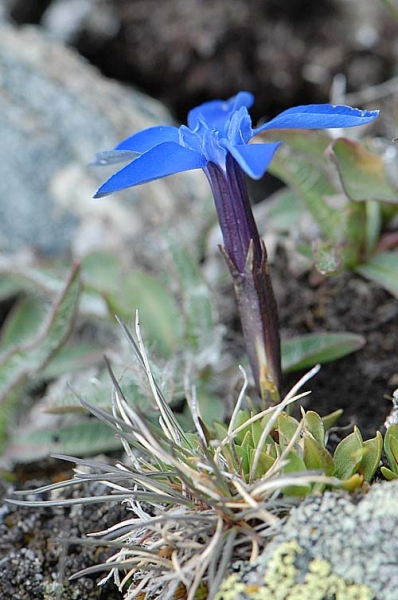 Pflanzenbild gross Schleichers Enzian - Gentiana schleicheri