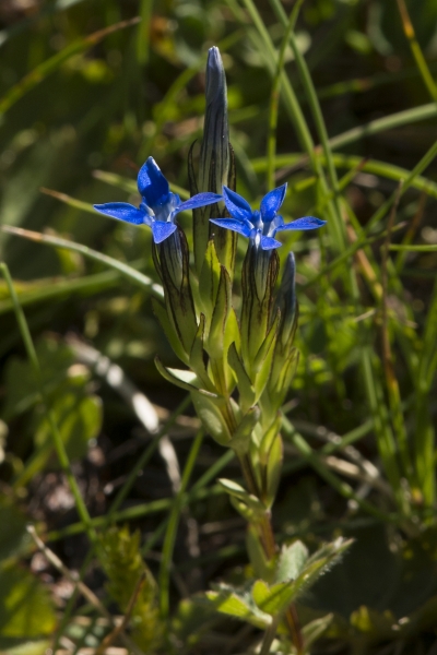 Pflanzenbild gross Schnee-Enzian - Gentiana nivalis