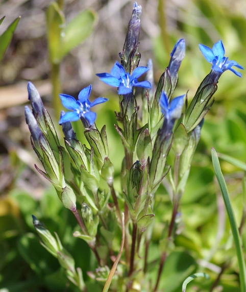 Pflanzenbild gross Schnee-Enzian - Gentiana nivalis