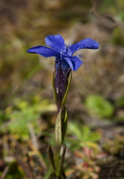 Pflanzenbild gross Gefranster Enzian - Gentiana ciliata