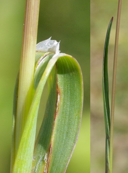 Pflanzenbild gross Alpen-Rispengras - Poa alpina