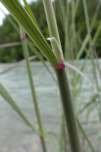 Pflanzenbild gross Land-Reitgras - Calamagrostis epigejos