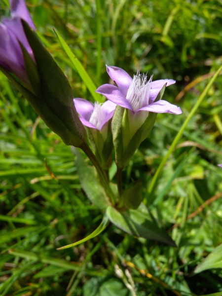 Pflanzenbild gross Feld-Enzian - Gentiana campestris