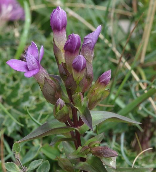 Pflanzenbild gross Feld-Enzian - Gentiana campestris
