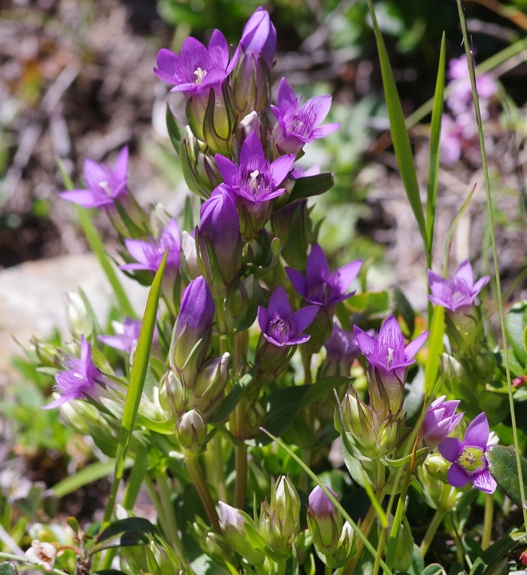 Pflanzenbild gross Reichästiger Enzian - Gentiana ramosa