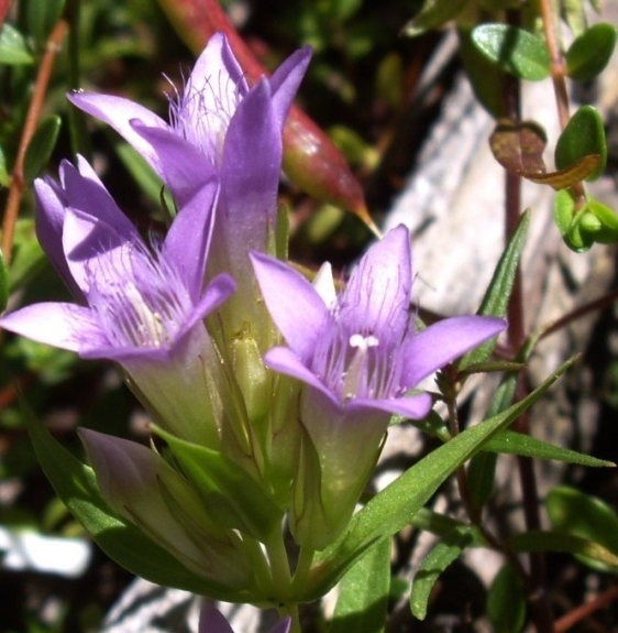 Pflanzenbild gross Deutscher Enzian - Gentiana germanica