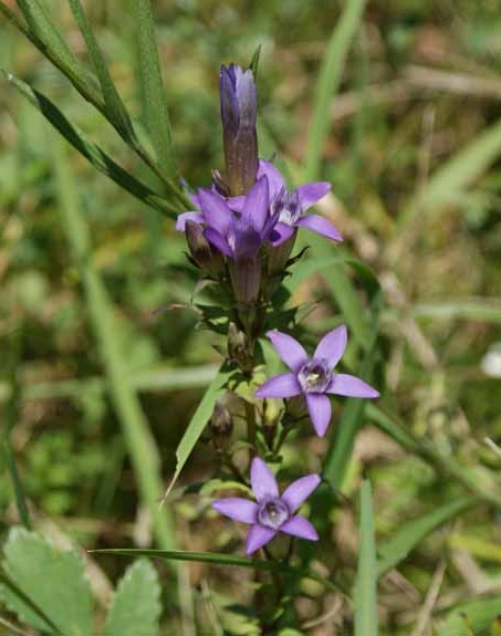 Pflanzenbild gross Deutscher Enzian - Gentiana germanica