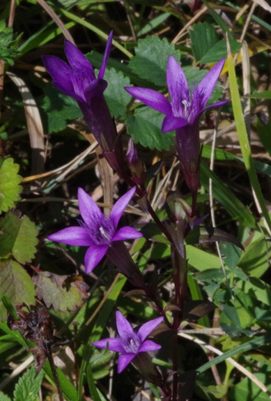 Pflanzenbild gross Deutscher Enzian - Gentiana germanica