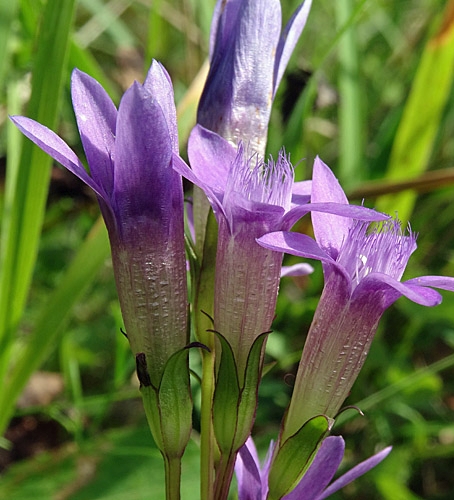 Pflanzenbild gross Deutscher Enzian - Gentiana germanica