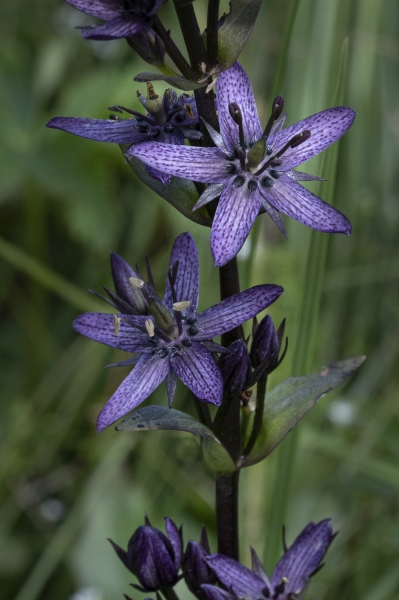 Pflanzenbild gross Moorenzian - Swertia perennis