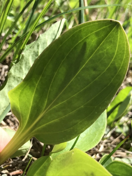 Pflanzenbild gross Moorenzian - Swertia perennis