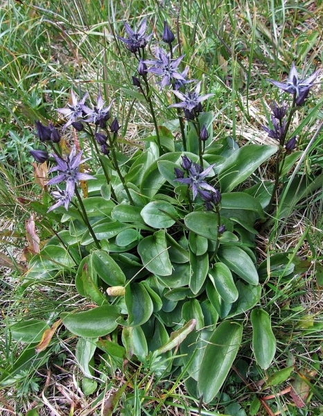 Pflanzenbild gross Moorenzian - Swertia perennis