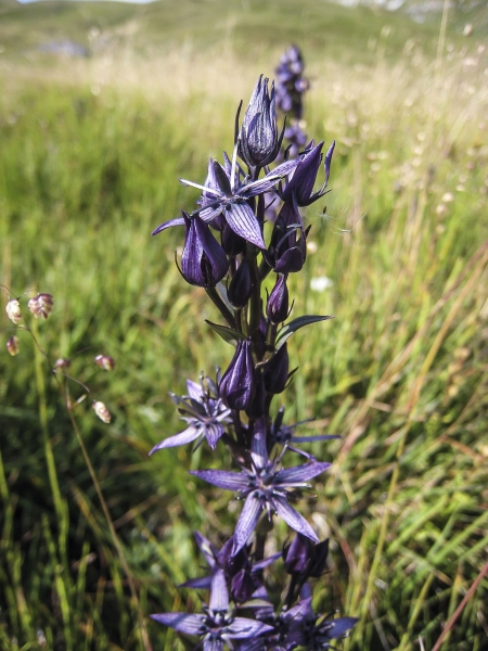 Pflanzenbild gross Moorenzian - Swertia perennis