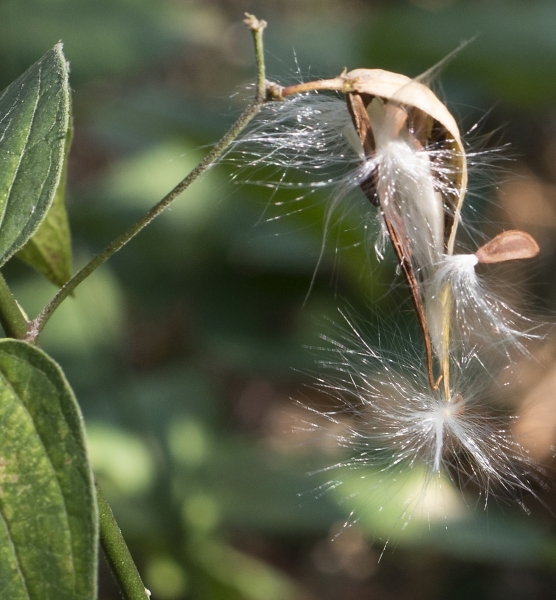 Pflanzenbild gross Schwalbenwurz - Vincetoxicum hirundinaria