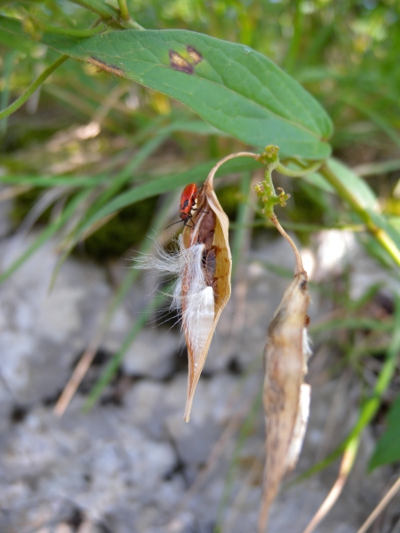 Pflanzenbild gross Schwalbenwurz - Vincetoxicum hirundinaria