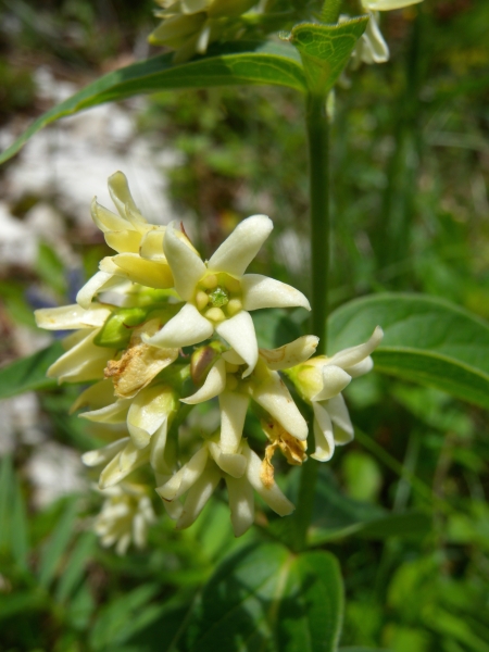 Pflanzenbild gross Schwalbenwurz - Vincetoxicum hirundinaria