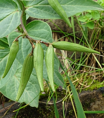 Pflanzenbild gross Schwalbenwurz - Vincetoxicum hirundinaria