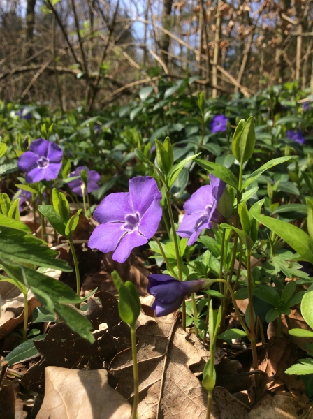 Pflanzenbild gross Kleines Immergrün - Vinca minor