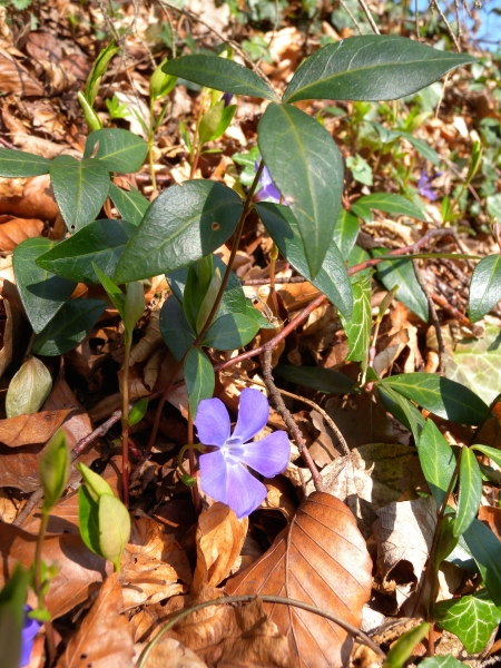 Pflanzenbild gross Kleines Immergrün - Vinca minor