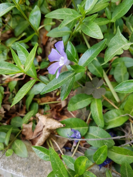 Pflanzenbild gross Kleines Immergrün - Vinca minor