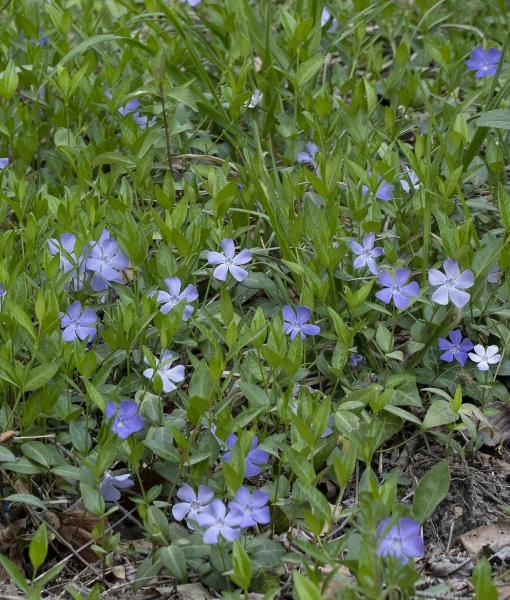 Pflanzenbild gross Kleines Immergrün - Vinca minor