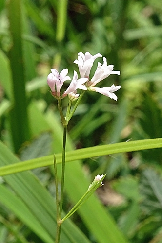 Pflanzenbild gross Hügel-Waldmeister - Asperula cynanchica