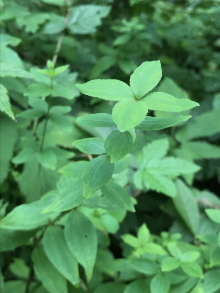 Pflanzenbild gross Turiner Waldmeister - Asperula taurina
