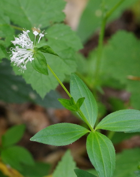 Pflanzenbild gross Turiner Waldmeister - Asperula taurina