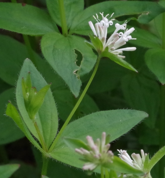 Pflanzenbild gross Turiner Waldmeister - Asperula taurina
