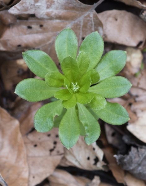 Pflanzenbild gross Echter Waldmeister - Galium odoratum