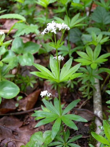 Pflanzenbild gross Echter Waldmeister - Galium odoratum
