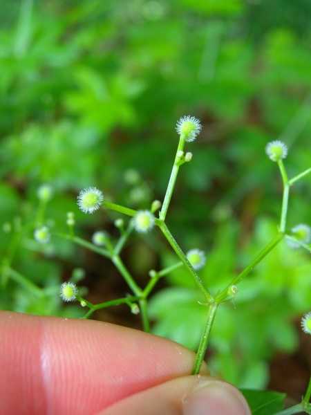 Pflanzenbild gross Echter Waldmeister - Galium odoratum