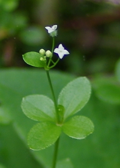Pflanzenbild gross Rundblättriges Labkraut - Galium rotundifolium