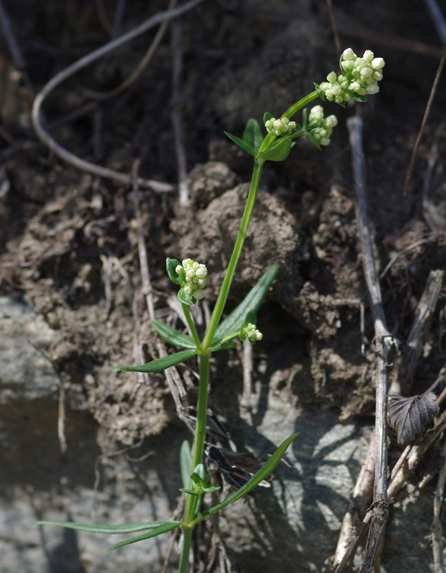 Pflanzenbild gross Nordisches Labkraut - Galium boreale