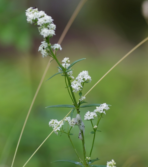 Pflanzenbild gross Nordisches Labkraut - Galium boreale