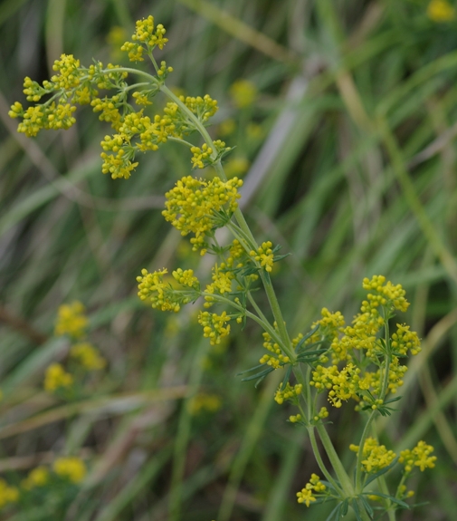 Pflanzenbild gross Echtes Labkraut - Galium verum