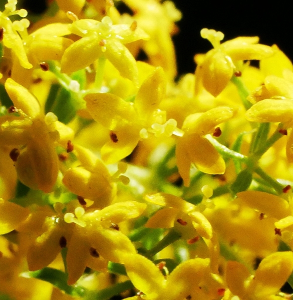 Pflanzenbild gross Echtes Labkraut - Galium verum