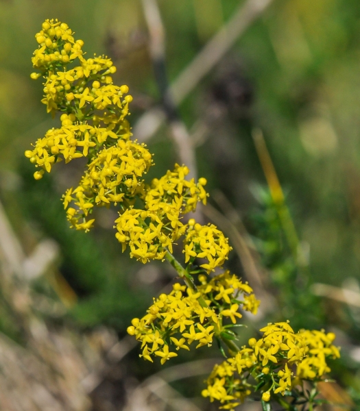 Pflanzenbild gross Echtes Labkraut - Galium verum