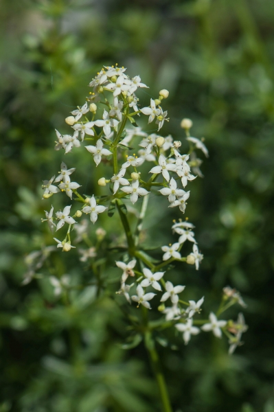 Pflanzenbild gross Wiesen-Labkraut - Galium mollugo aggr.