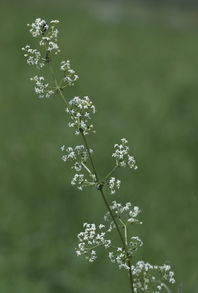 Pflanzenbild gross Wiesen-Labkraut - Galium mollugo aggr.