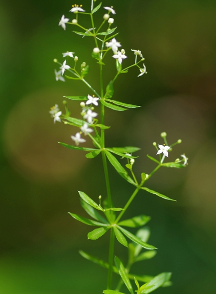 Pflanzenbild gross Wiesen-Labkraut - Galium mollugo aggr.