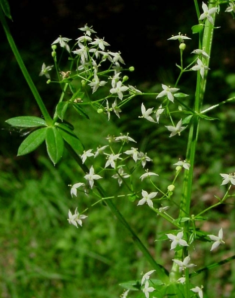 Pflanzenbild gross Wiesen-Labkraut - Galium mollugo aggr.