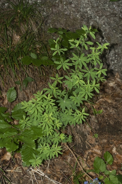 Pflanzenbild gross Wald-Labkraut - Galium sylvaticum