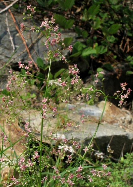 Pflanzenbild gross Rotes Labkraut - Galium rubrum